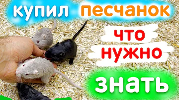 Песчанки 🐹 Что нужно знать перед покупкой Песчанок 🐹 яХрумка