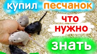 Песчанки 🐹 Что нужно знать перед покупкой Песчанок 🐹 яХрумка