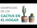 Significado de LOS CACTUS en el HOGAR 🌵 🏠 ¡REVELADO!