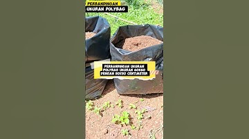 perbandingan ukuran polybag untuk menanam tanaman jahe #polybag#berkebun#urban farming #shortvideo