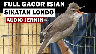 Burung kerak basi alis putih GACOR isian SIKATAN LONDO | Suara masteran kicau TERBAIK audio JERNIH