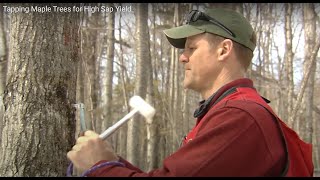 Tapping Maple Trees for High Sap Yield