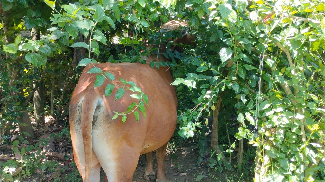 Cow eating tree 🌲| cow eating tree leaves 🍃 | Our Ani Zone - YouTube