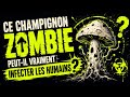 Le Champignon de The Last of Us Existe pour de Vrai 🧟♂️🍄