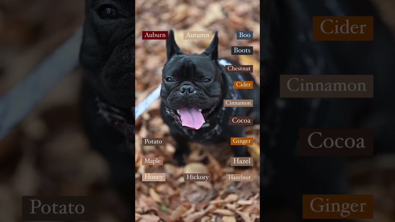 Fall-Inspired Dog Names!