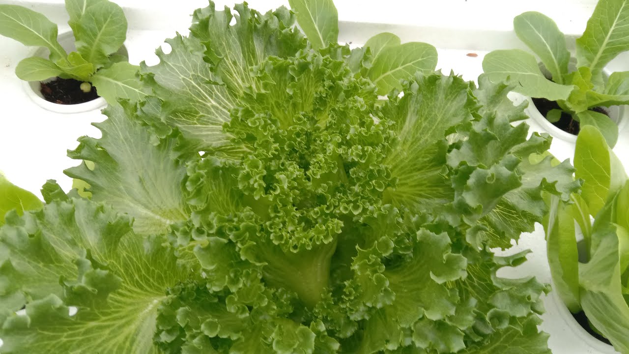 Tita Edna's Rooftop Garden Live!