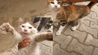 Mama Cat had a baby cat with an eye injury but was saved