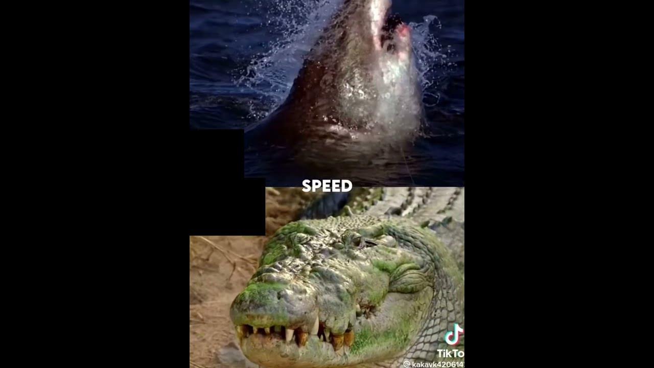 Great white shark vs Nile crocodile - YouTube