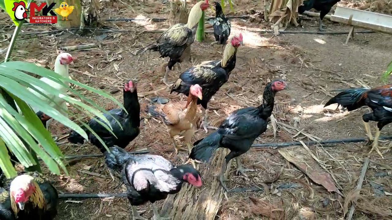 nattkoli pannai peruvidaisavel incubator 