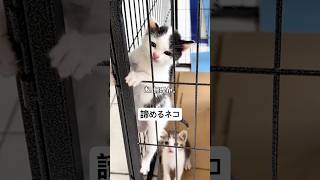 何かと理由をつけては諦めるネコ