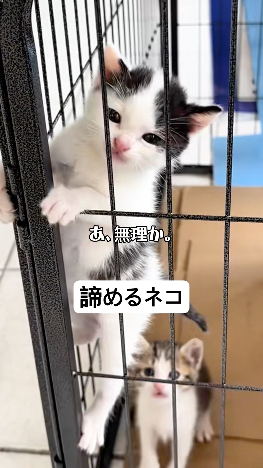 取引猫です。 The Cat That Finds an Excuse to Give Up - YouTube