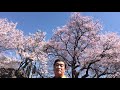 山高神代桜②20210323