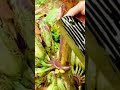 technique for cutting bananas from the bunch #shorts
