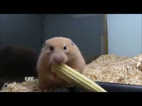 [Weird] Hamster Shoves Whole Corn on the Cob in Cheek