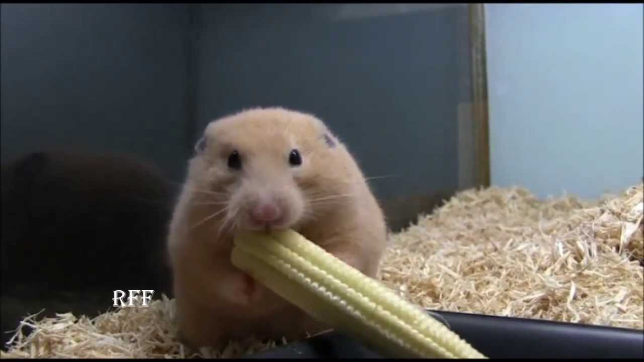 can dwarf hamsters eat corn