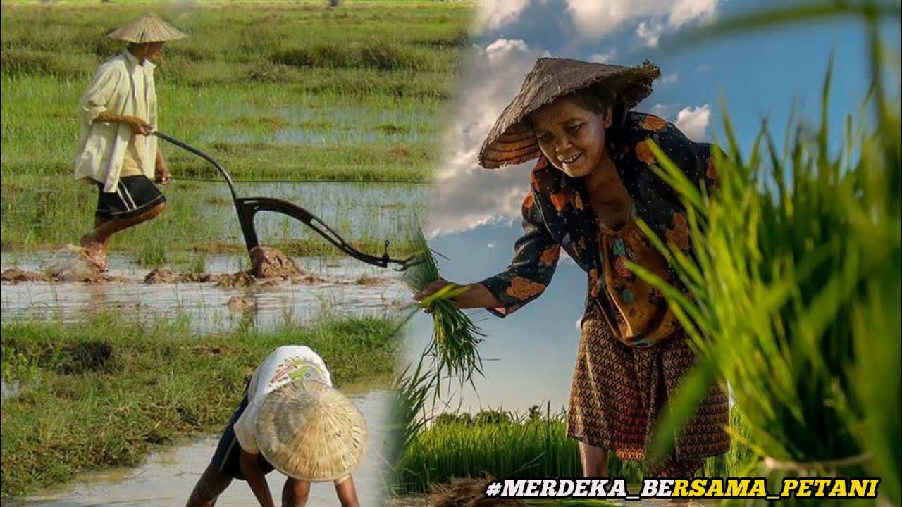 PETANI INDONESIA|BANGGA MENJADI PAHLAWAN PANGAN UNTUK BANGSA