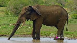 Information Andy & Ellie: An Unlikely Jungle Friendship #ant #elephant#friend Update