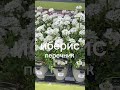 На севере тоже растут киви #киви #севеныйкиви