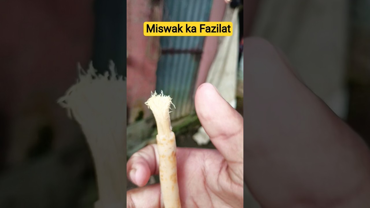Why You Should Switch to Miswak (Toothbrushes Are Boring) | 