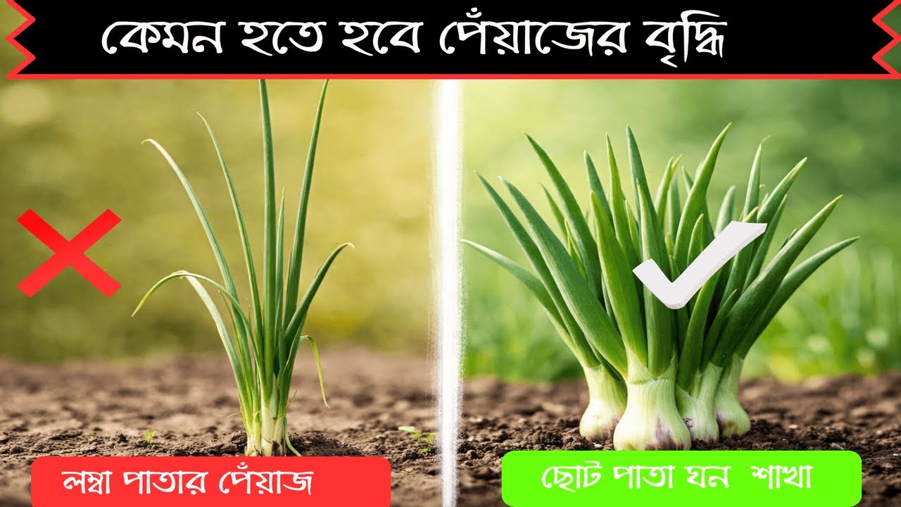 পেঁয়াজ গাছের সঠিক বৃদ্ধি কেমন হবে | বেশি পাতা নাকি বেশি শাখা? সম্পূর্ণ গাইড