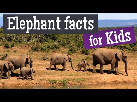 बच्चों के लिए हाथी तथ्य