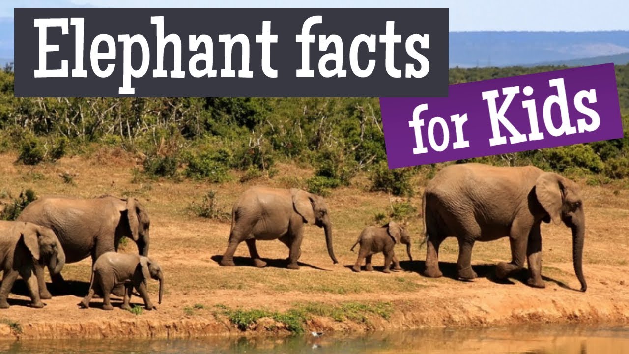 Elephant Facts for Kids - YouTube