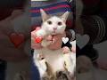 三毛猫のオスの子猫ちゃん…◯◯なんです！！！