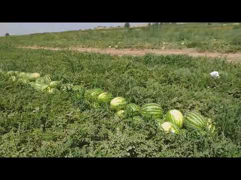 Video: Tarvuz Kasalliklarini Qanday Aniqlash Mumkin?