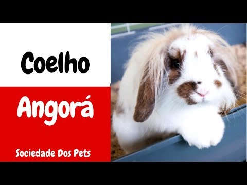 Coelho Angorá - Sociedade Dos Pets