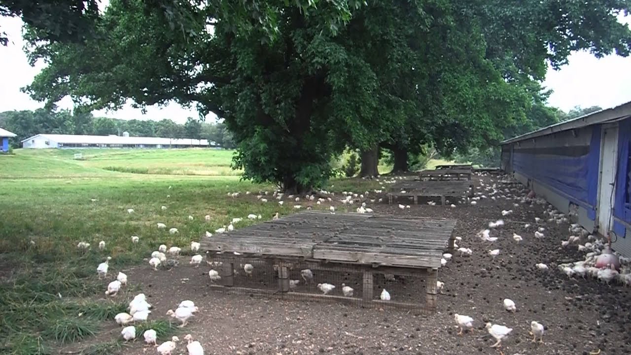 Early Morning at Crystal Lake Farms 