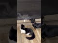 Dachshund Sisters Playing with Our New Kittens! #doxiesquad #barkbox #dachshund #puppy #dogbreed