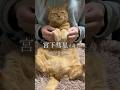 【猫ダンス/宮下彗星さんの流行りの楽曲を使わせて頂きました🐾】 #猫 #cat #shorts