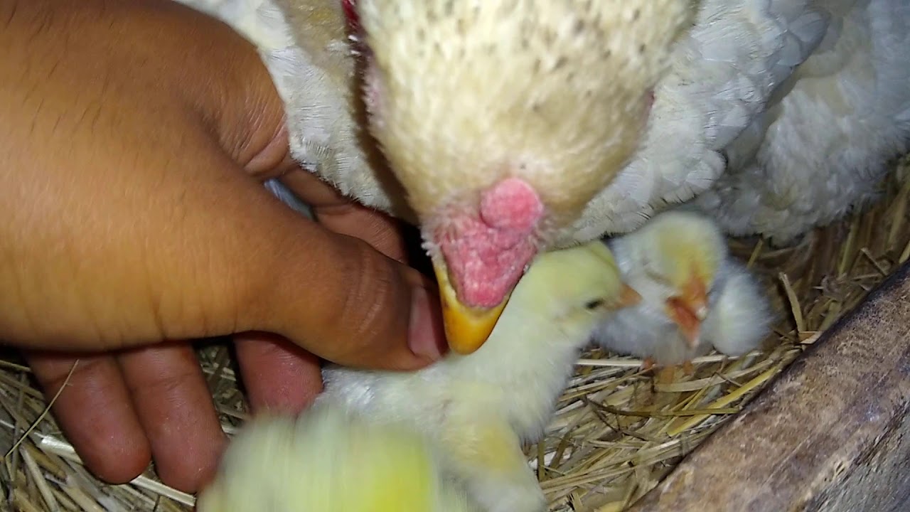Quanto Tempo Para Chocar Ovo De Galinha