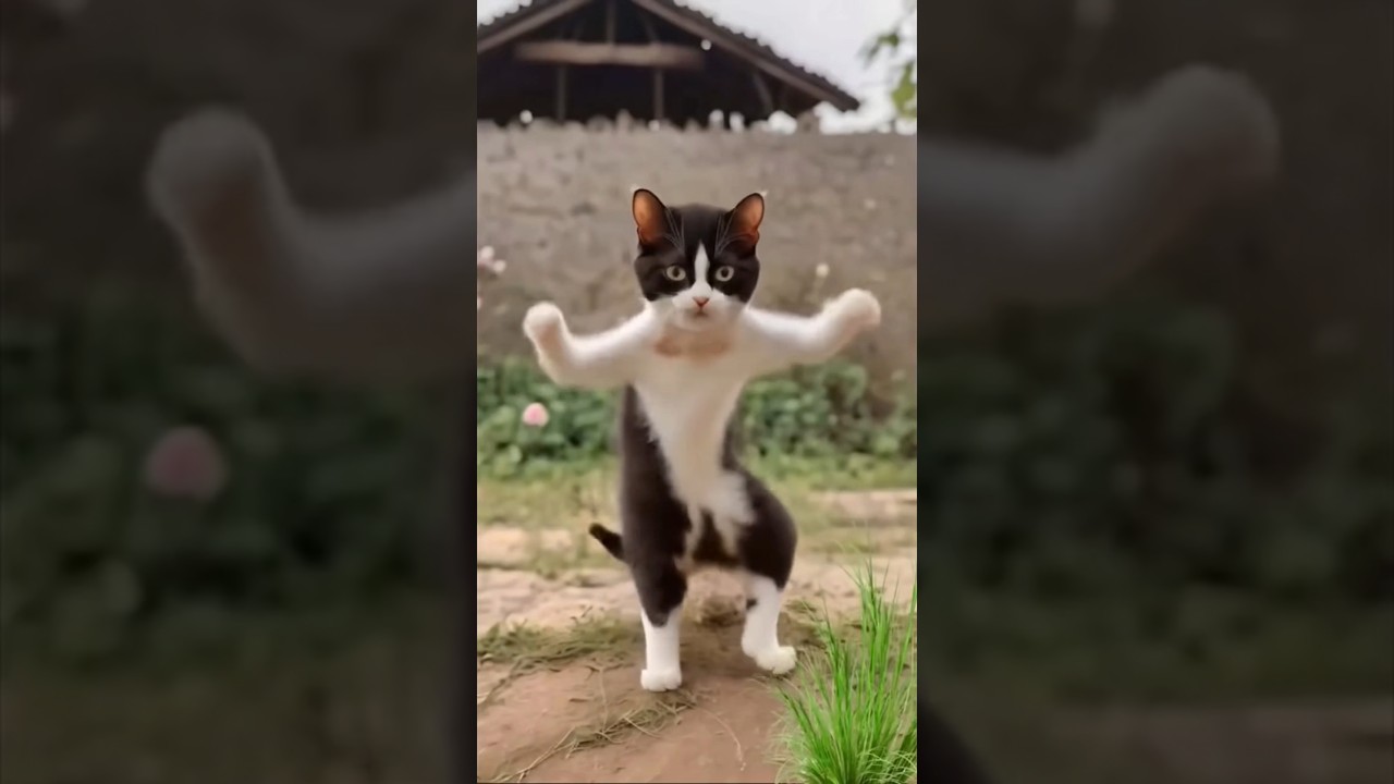 قطة5G+قطة كيوت |القطة المضحكه |رقص القطط مضحك😫😜🤡😂