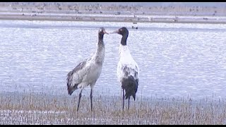 China's Shangri-La Turns into Paradise for Migratory Birds in Winter
