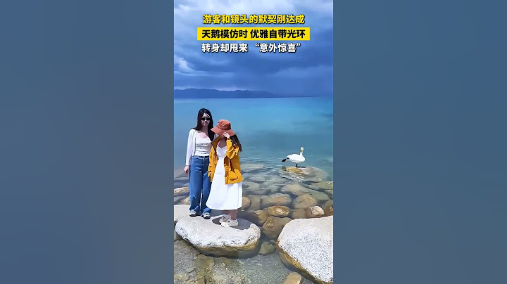 游客和镜头的默契刚达成，天鹅模仿时 优雅自带光环，转身却甩来 “意外惊喜”。 #天鹅 #趣闻
