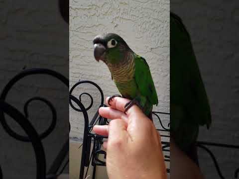 "Ari" - Green Cheek Conure Baby 8-25-2018 - YouTube