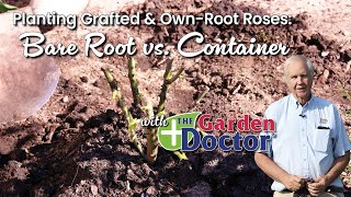 Planting Grafted & Own-Root Roses: Bare Root vs. Container
