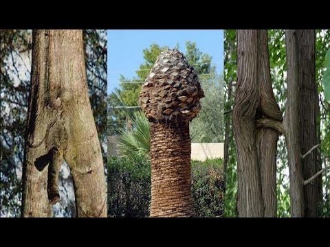 30 Bentuk Pohon Aneh Unik Lucu Yang Bikin Ngeres Pikiranmu Youtube