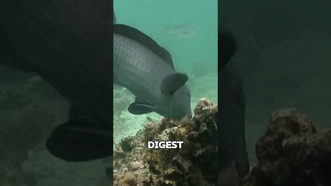 Parrotfish Poop Creates White Sand Beaches 