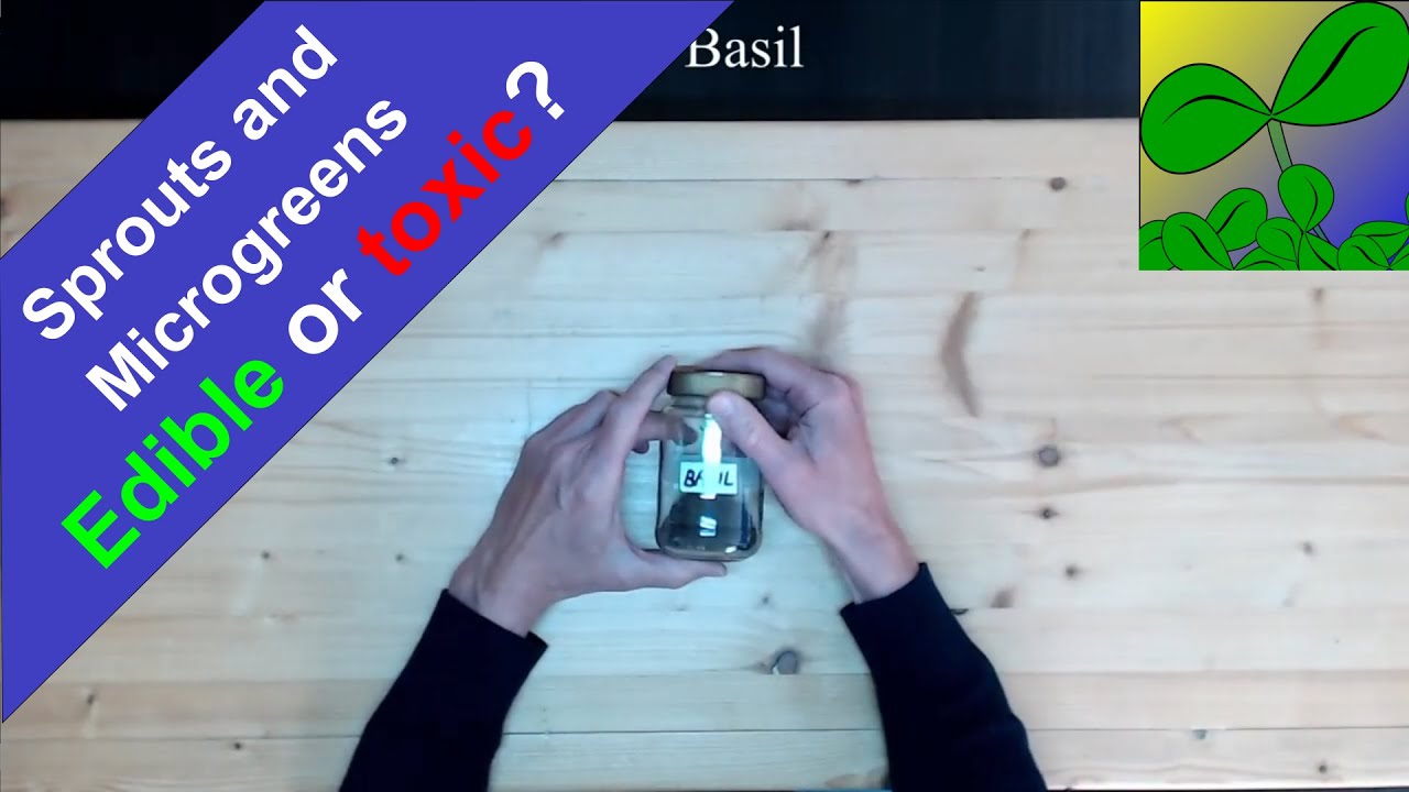 The seeds i use and the sprouts and microgreens i eat, the phase when it is most nutritious.