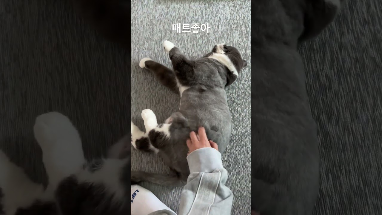 매트깔아주니 뒹굴뒹굴 너무좋아해 