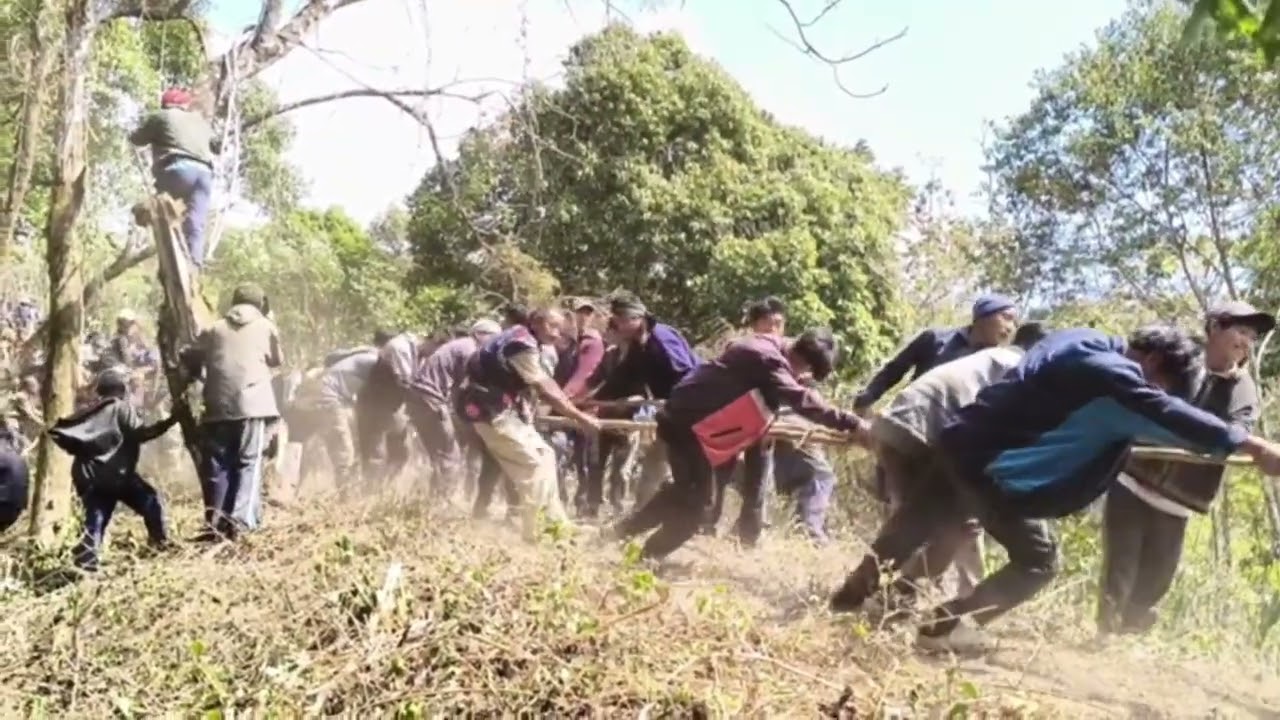 30,01,2026.khiamniungan naga pulling of traditional logdrum at ITC DAN. Pangsha 