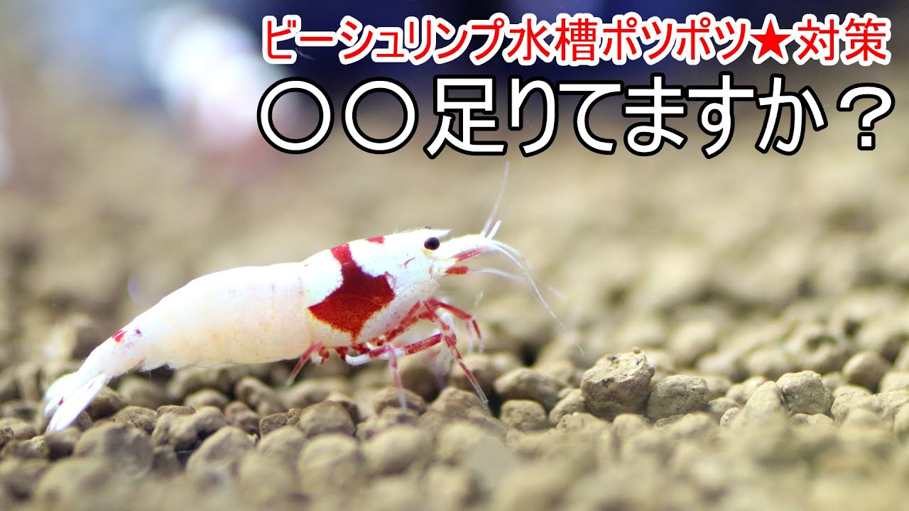 【後編】ビーシュリンプ飼育で一番大切な事。【ビーシュリンプ】