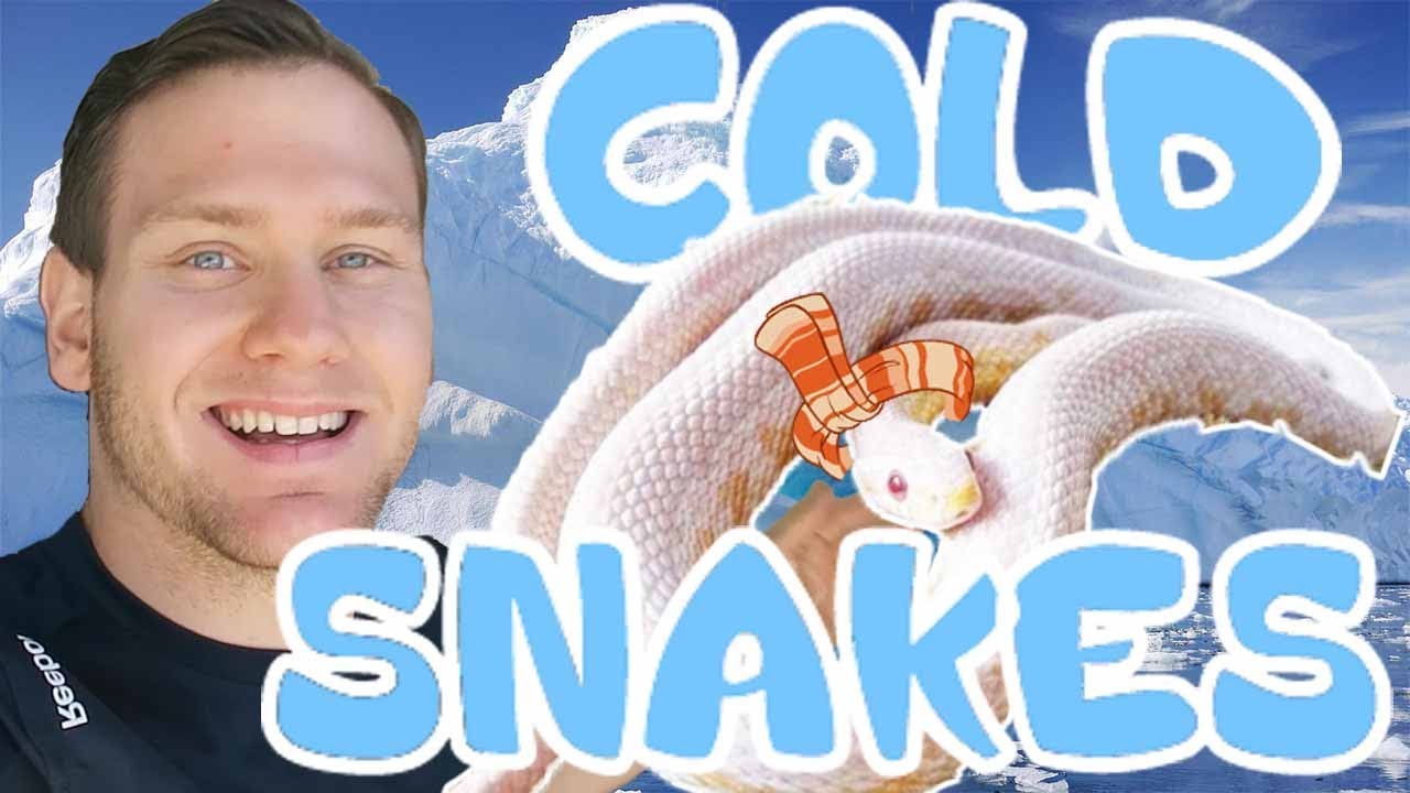 snake oil HOW TO BRUMATE (HIBERNATING) YOUR CORN SNAKES!