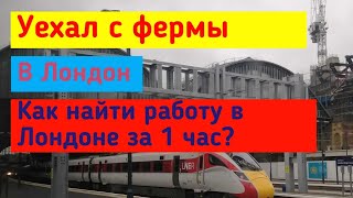 видео: Работа в Лондоне за один час. Зря поехал на ферму! картинка: Работа в Лондоне за один час. Зря поехал на ферму!