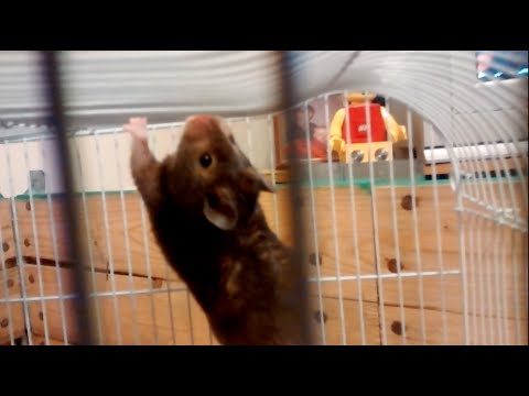 over the counter flea medicine for dogs