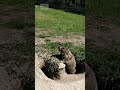 Chonky Marmot in the Alps!