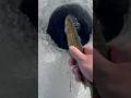#icefishing #fish #fishing #angler #pikefishing #short #shorts #shortsfeed #fishingvideo #fisherman