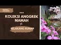 Pecinta Anggrek wajib nonton! | Buat pupuk Anggrek organik dirumah